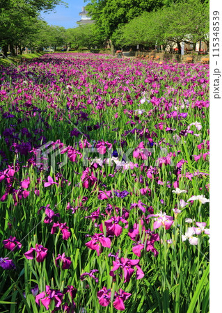 【長崎県】晴天の大村公園の花菖蒲（玖島城） 115348539