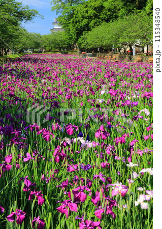 【長崎県】晴天の大村公園の花菖蒲（玖島城） 115348540
