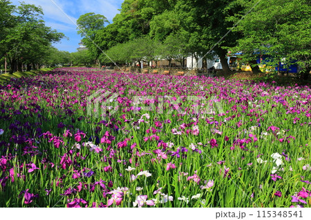 【長崎県】晴天の大村公園の花菖蒲（玖島城） 115348541