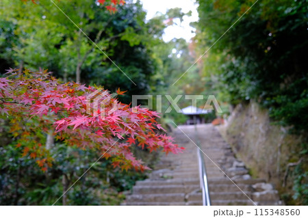 【京都】二尊院の紅葉 115348560