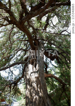 鎌倉 円覚寺の柏槙 鎌倉 円覚寺の柏槙 115348865