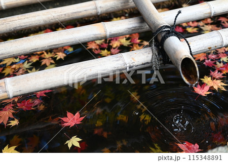 【滋賀】三井寺の境内の手水所と紅葉 【滋賀】三井寺の境内の手水所と紅葉 115348891