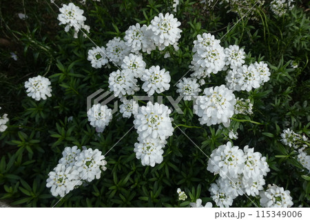 白い花 イベリス 115349006