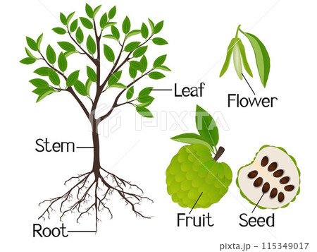 Showing parts of cherimoya Annona cherimola plant on a white background. Showing parts of cherimoya Annona cherimola plant on a white background. 115349017
