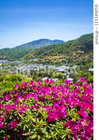 【京都風景】蹴上浄水場のつつじ 115349059