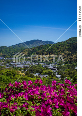 【京都風景】蹴上浄水場のつつじ 115349061