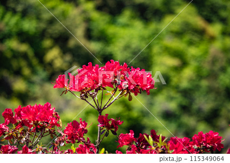 【京都風景】蹴上浄水場のつつじ 115349064