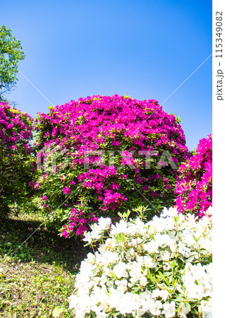 【京都風景】蹴上浄水場のつつじ 【京都風景】蹴上浄水場のつつじ 115349082