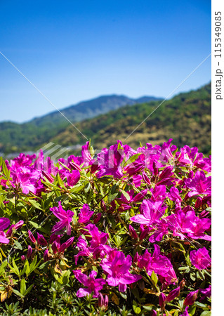 【京都風景】蹴上浄水場のつつじ 115349085