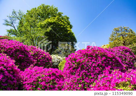 【京都風景】蹴上浄水場のつつじ 115349090