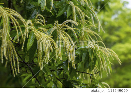 綺麗に咲いた栗の花 115349099