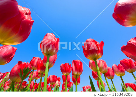 【大阪府】4月・さわやかな青空、満開のチューリップで賑わう緑のミュージアムハーベストの丘 115349209