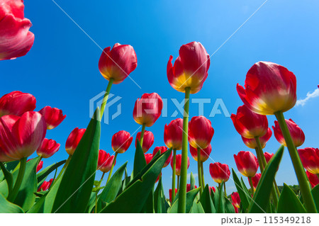 【大阪府】4月・さわやかな青空、満開のチューリップで賑わう緑のミュージアムハーベストの丘 【大阪府】4月・さわやかな青空、満開のチューリップで賑わう緑のミュージアムハーベストの丘 115349218