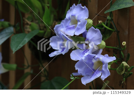 開花した青いベンガルヤハズカズラの花 115349329
