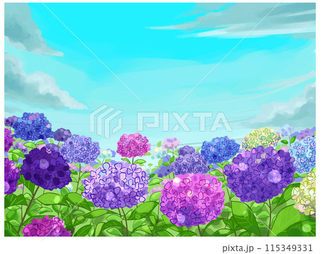 あじさいの花と青空 115349331