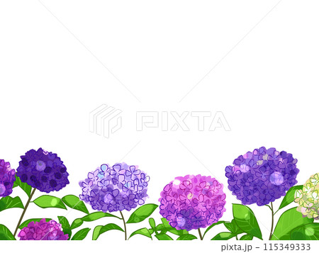 あじさいの花 115349333