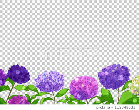 あじさいの花 115349333