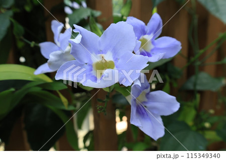開花した青いベンガルヤハズカズラの花 115349340