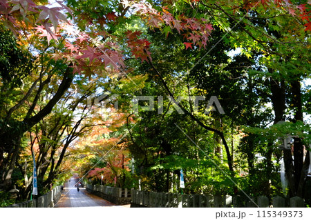 【京都】向日神社の境内と紅葉 115349373