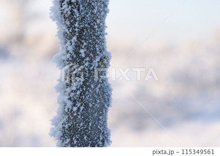 Closeup of frozen tree covered with frost on the winter morning 115349561