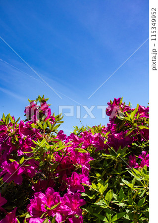 【京都風景】蹴上浄水場のつつじ 115349952