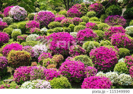 【京都風景】蹴上浄水場のつつじ 【京都風景】蹴上浄水場のつつじ 115349990