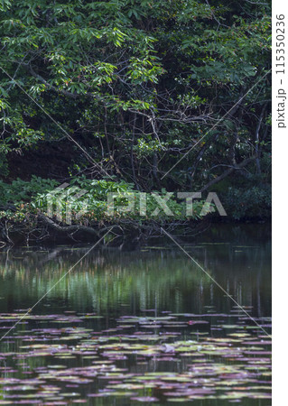 小さな池のある静かな森の風景 小さな池のある静かな森の風景 115350236