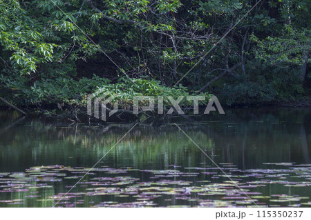 小さな池のある静かな森の風景 小さな池のある静かな森の風景 115350237