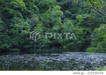 小さな池のある静かな森の風景 小さな池のある静かな森の風景 115350238