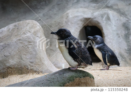 2羽のコガタペンギンの手前のペンギンにピントを合わせて撮影した水族館の風景 2羽のコガタペンギンの手前のペンギンにピントを合わせて撮影した水族館の風景 115350248