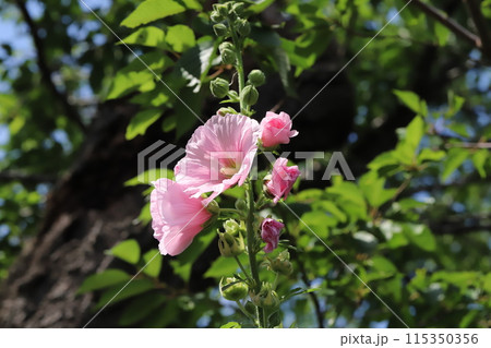 初夏の公園に咲くピンク色のタチアオイの花 115350356