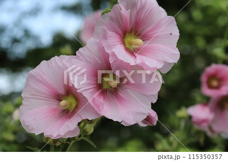 初夏の公園に咲くピンク色のタチアオイの花 115350357
