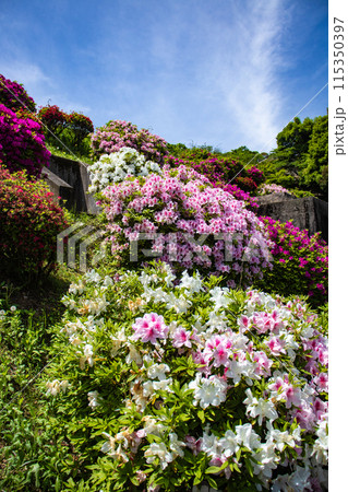 【京都風景】蹴上浄水場のつつじ 115350397