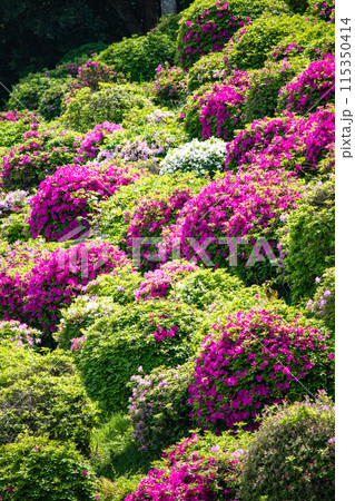 【京都風景】蹴上浄水場のつつじ 115350414