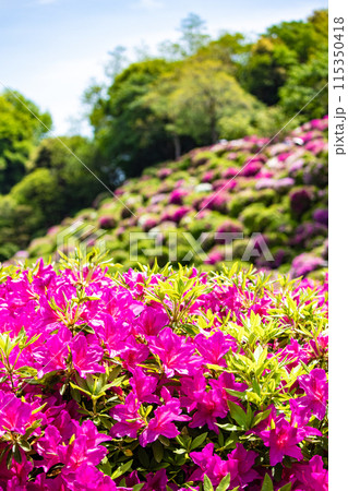 【京都風景】蹴上浄水場のつつじ 【京都風景】蹴上浄水場のつつじ 115350418