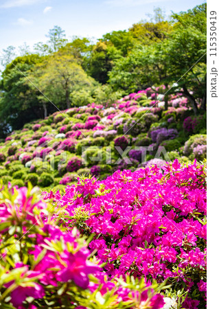 【京都風景】蹴上浄水場のつつじ 115350419