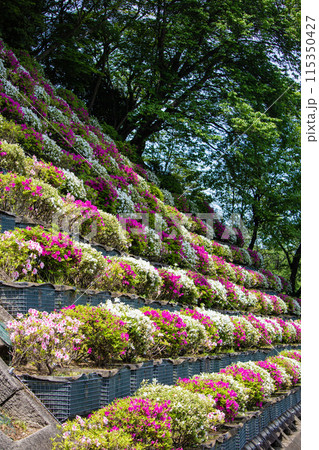 【京都風景】蹴上浄水場のつつじ 115350427