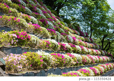 【京都風景】蹴上浄水場のつつじ 115350428