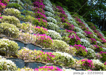 【京都風景】蹴上浄水場のつつじ 115350432