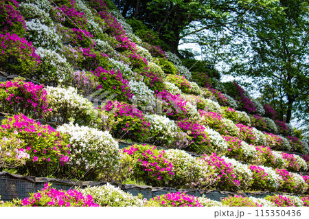 【京都風景】蹴上浄水場のつつじ 【京都風景】蹴上浄水場のつつじ 115350436