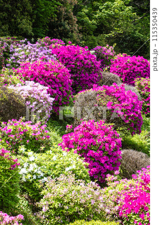 【京都風景】蹴上浄水場のつつじ 115350439