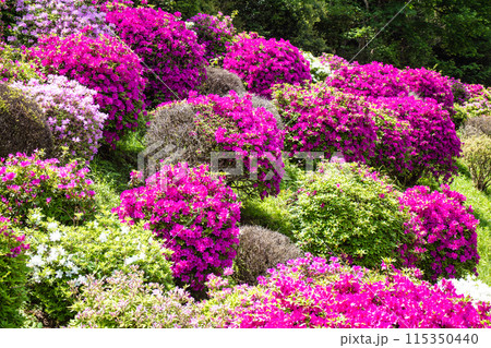 【京都風景】蹴上浄水場のつつじ 115350440