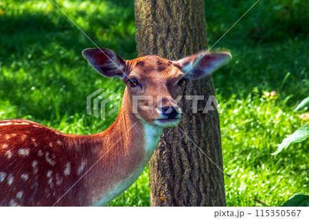 Baby deer Bambi in the grass in summer on a Sunny day Baby deer Bambi in the grass in summer on a Sunny day 115350567