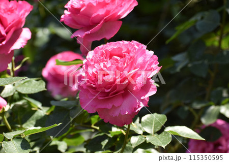 華やかな濃いピンクの春のバラ 115350595