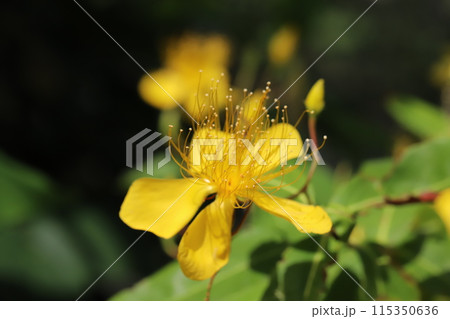 初夏の公園に咲く黄色いビヨウヤナギの花 115350636