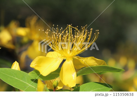 初夏の公園に咲く黄色いビヨウヤナギの花 115350638