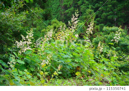 タケニグサ 竹似草 タケニグサ 竹似草 115350741