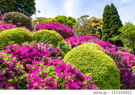 【京都風景】蹴上浄水場のつつじ 115350852