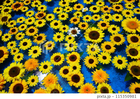 ひまわり4972 ひまわり4972 115350981