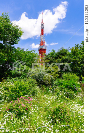 芝公園から五月晴れの東京タワー（東京都港区） 115351092
